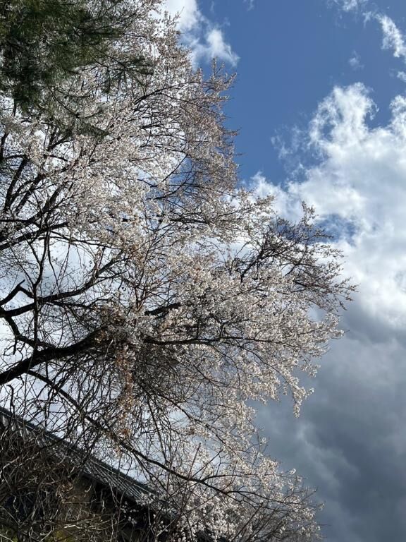 &#127800;4月&#127800;