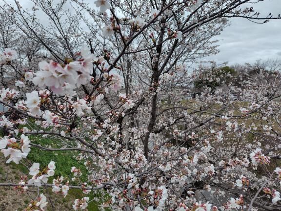 ４月&#9825;