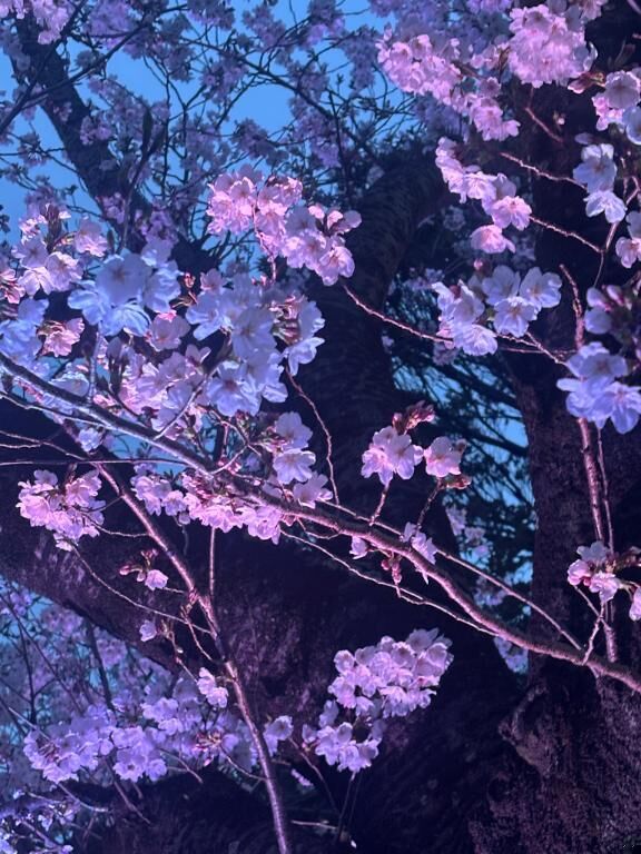 お花見&#9825;