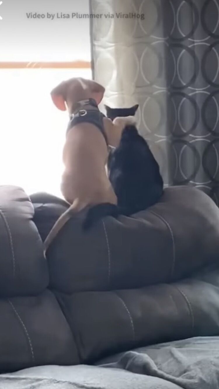 こんばんわ……