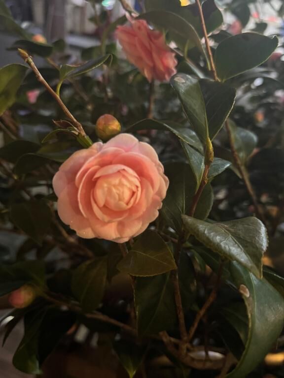 &#127800;