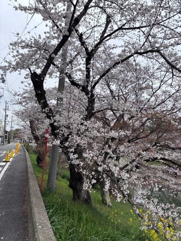 4月になったー！