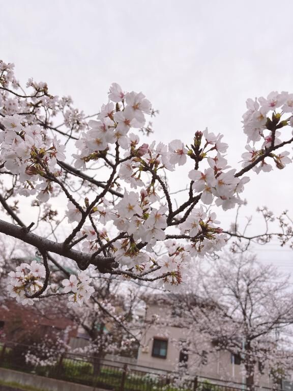 おはようございます&#127800;