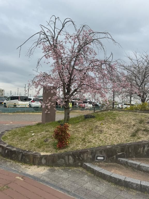桜