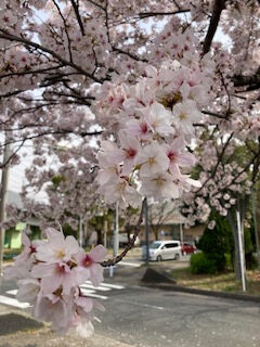 桜