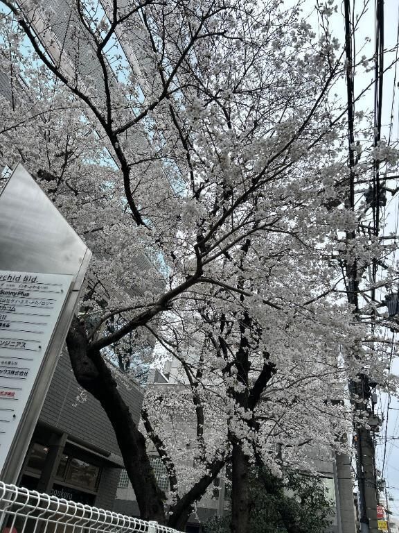 桜が満開&#127800;
