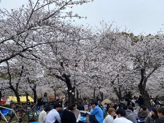 お花見&#127800;