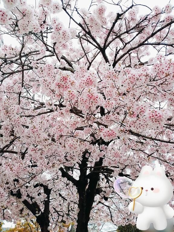 すっかり見頃&#9825;