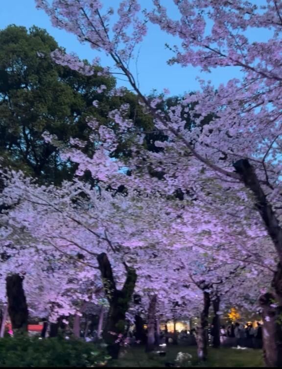 &#127747;&#127800;