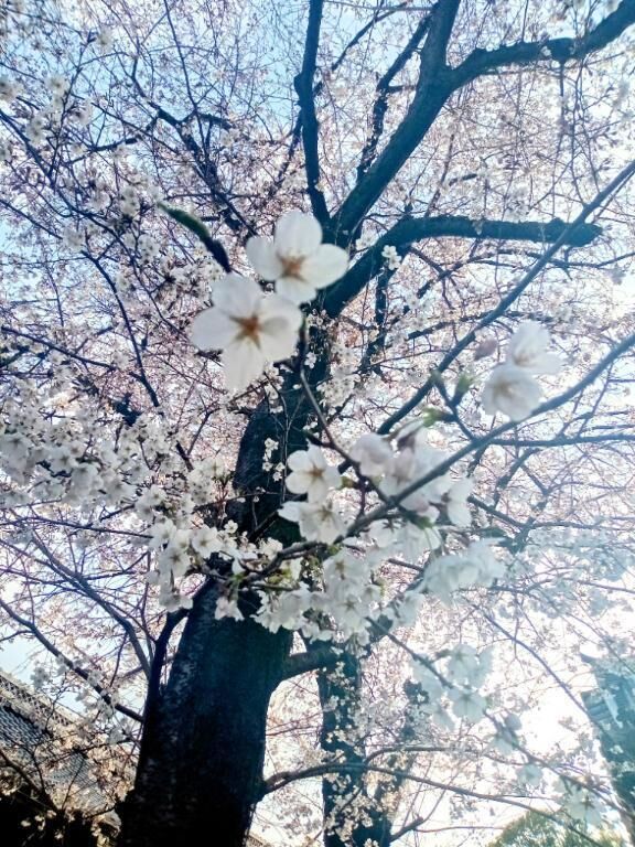 あした