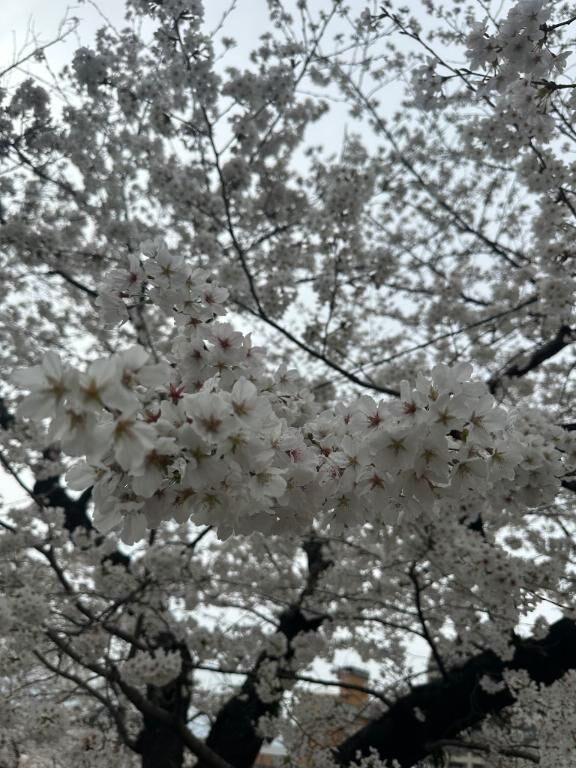 おはようございます(＾ω＾)