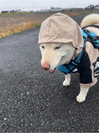 おはようございます^_^昭和のおばちゃんです。