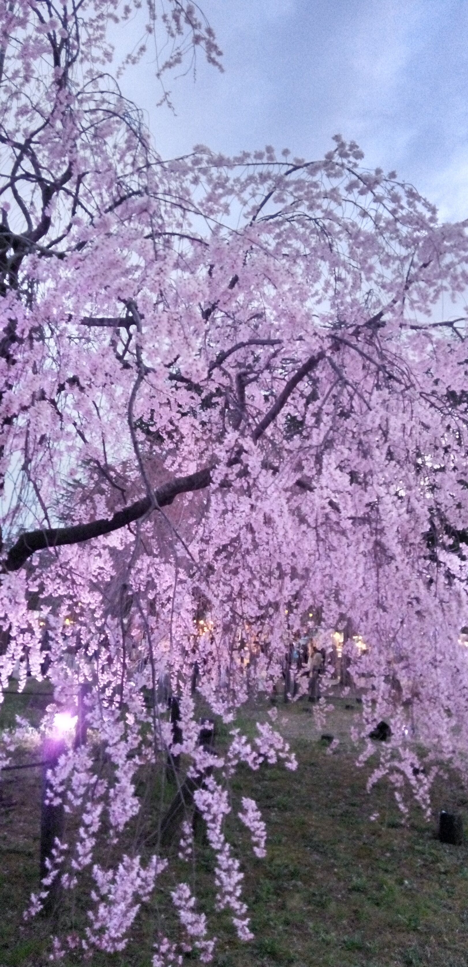 向かいます