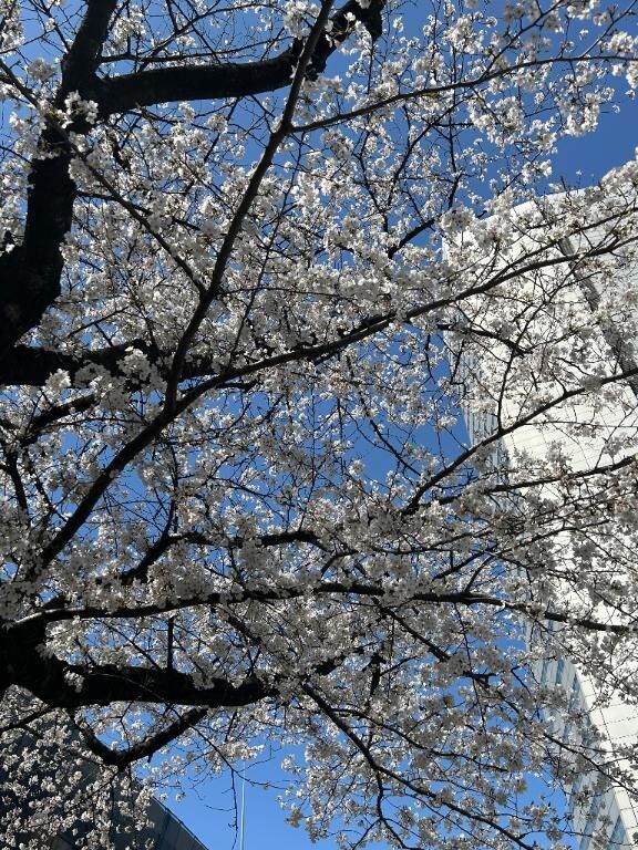 &#127800;&#127800;桜&#127800;&#127800;