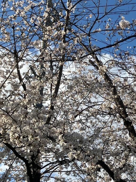 明日は出勤します！