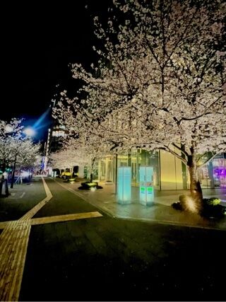 夜桜