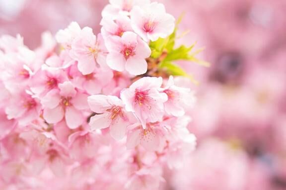 &#9825;桜満開&#9825;