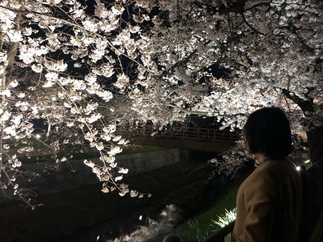 ほたるの人妻川柳日記 (夜桜)