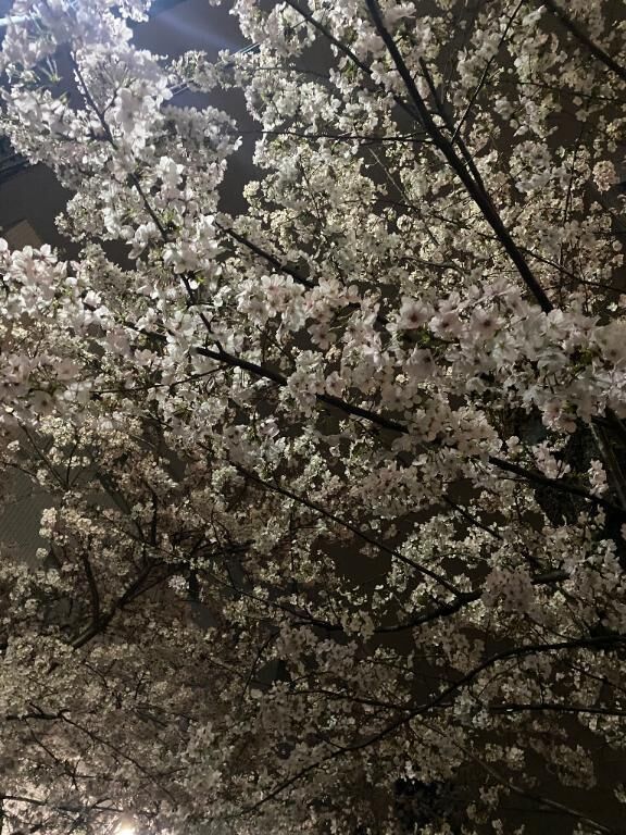 夜桜&#9825;