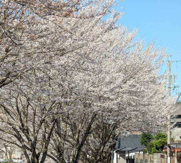 桜&#127800;