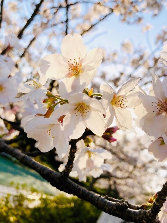 4月の出勤予定&#9825;&#9825;