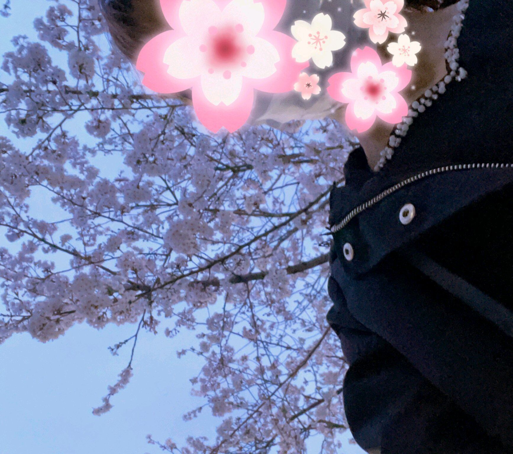桜を見ながら