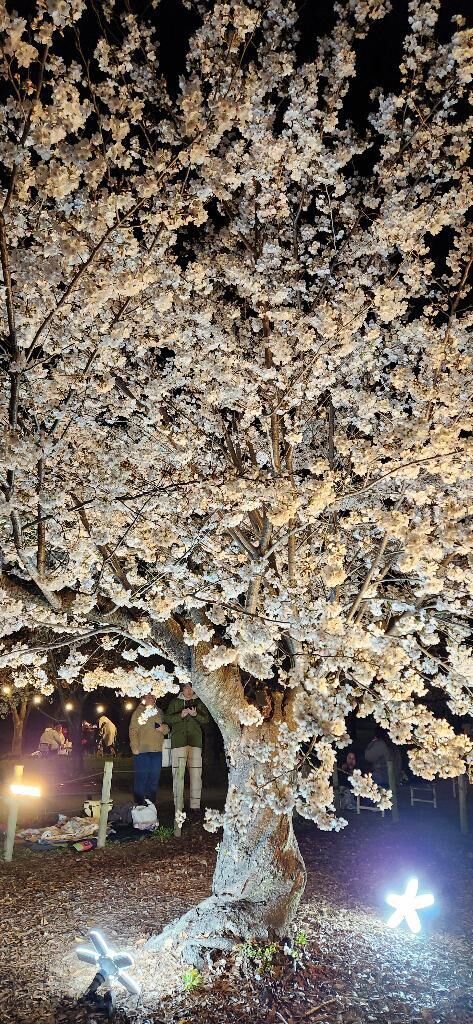 亀城公園の桜祭り&#9825;