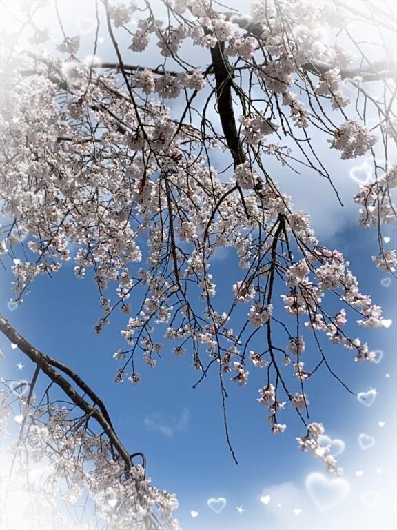 桜咲く&#9825;