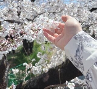 桜をお届け