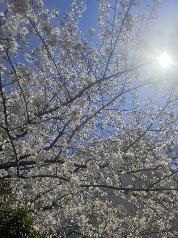 今日から♡