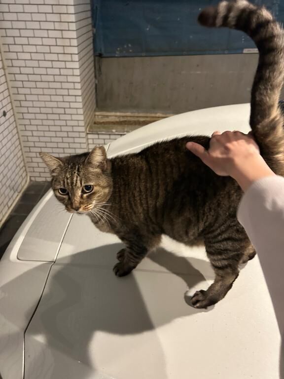 １日1食半