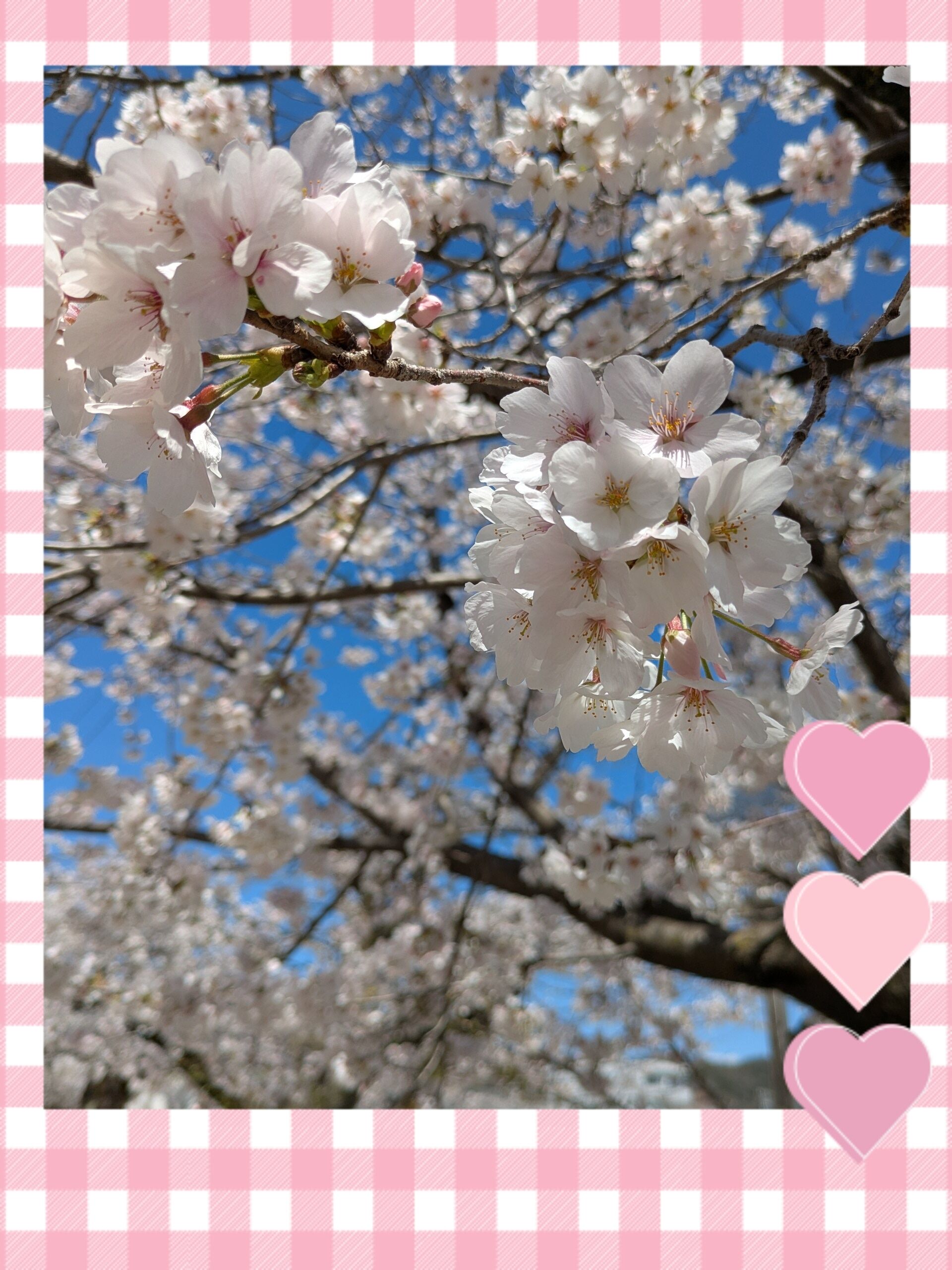 &#10048;人は多いけれど…綺麗&#10048;