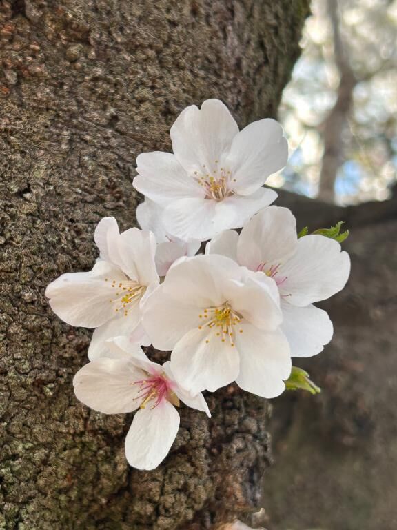 4月&#9825;