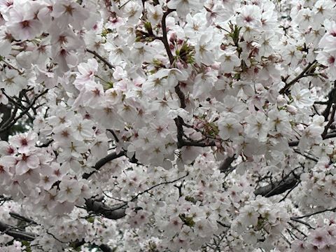 花粉注意