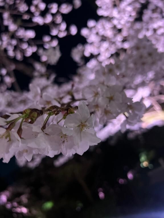 お花見&#127800;&#127841;