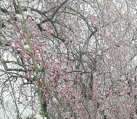 桜が綺麗ですね