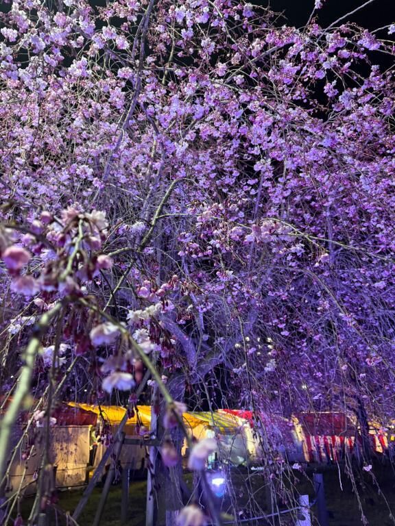 お花見&#127800;