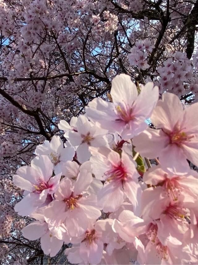 ありがとうございました(&#9825;´&#9825; &#728; `&#9825;&#9825;)&#9825;