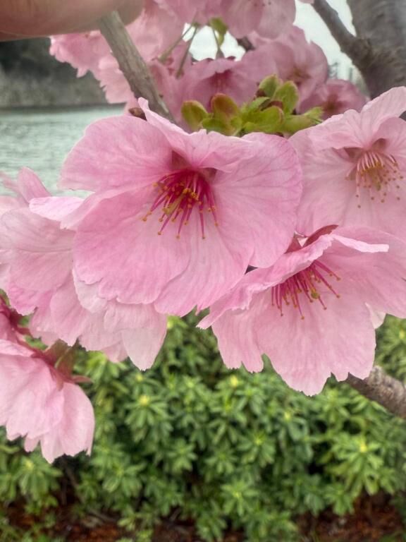 おはようございます