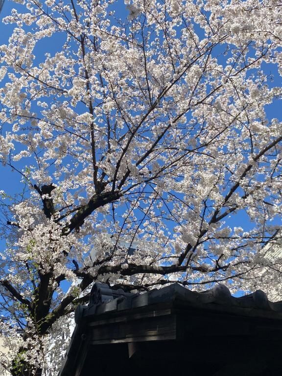 おさんぽ&#127800;