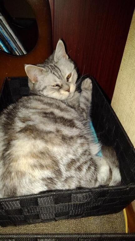 なすすべなし