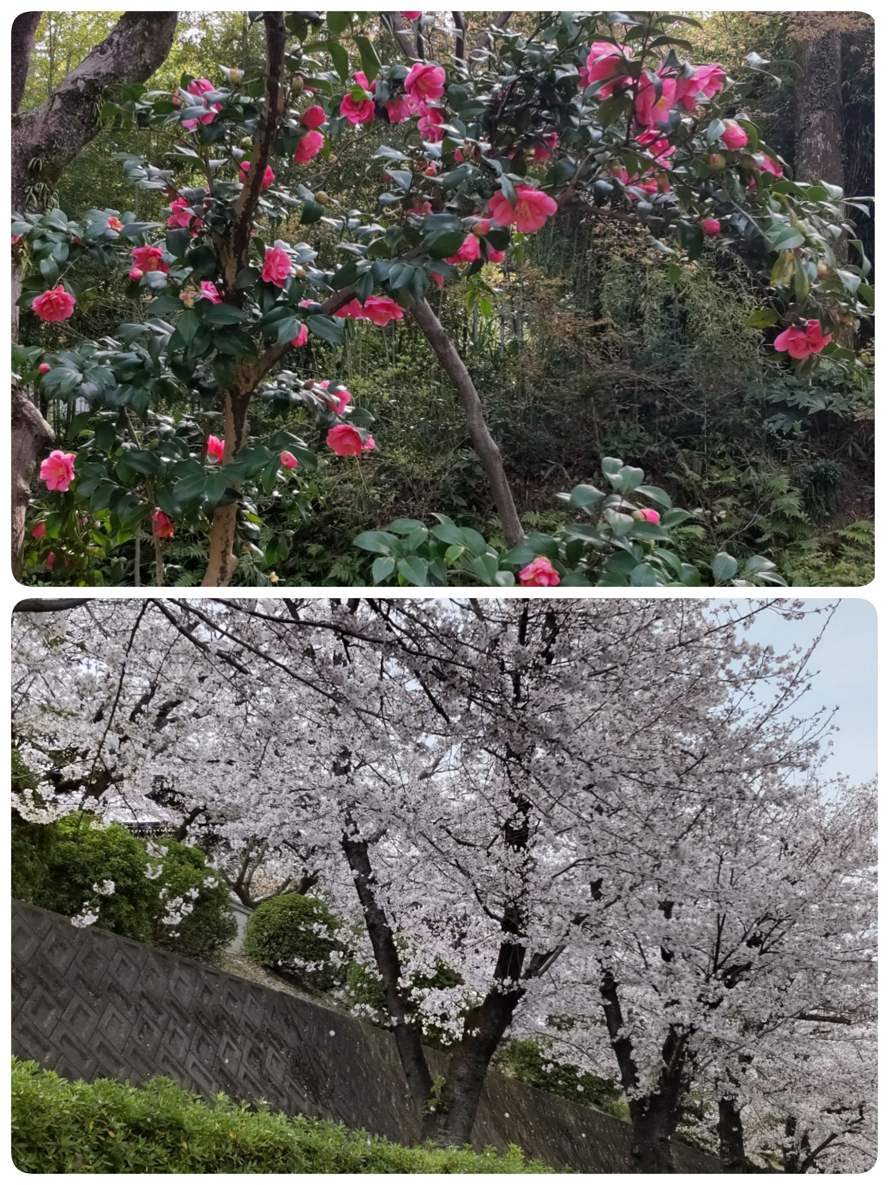ツバキ&#127800;
