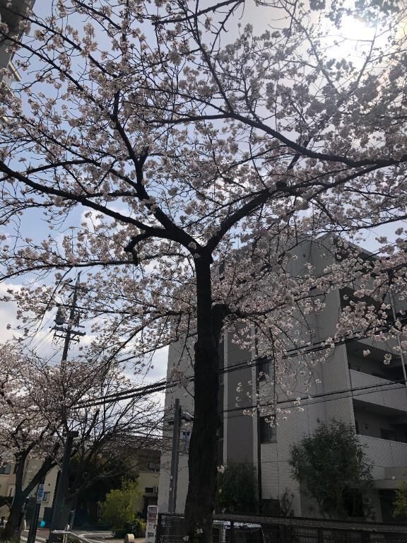 桜を^_^見てきました。
