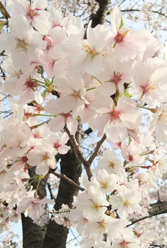 お花見&#127800;