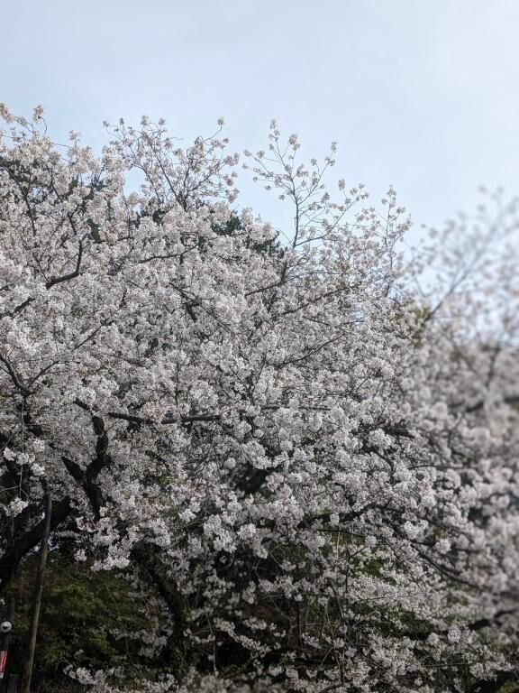 4月5日の＼(^o^)／ありがとう
