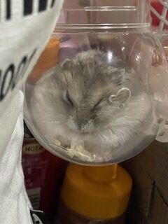 ありがとー！