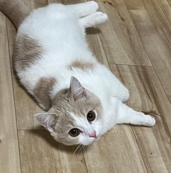 可愛すぎる、、