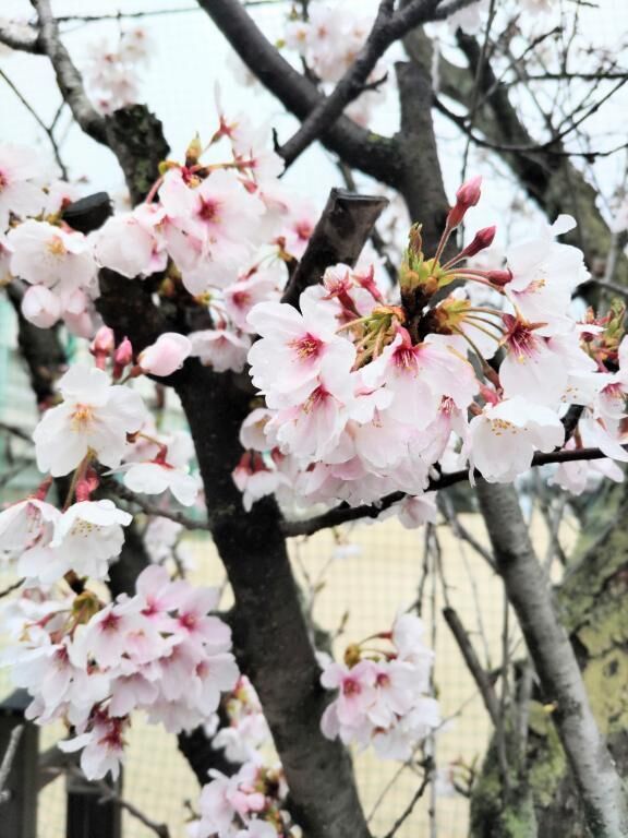 雨の中の桜…