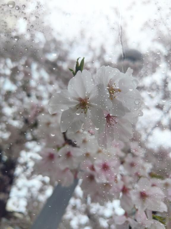 雨の&#9825;桜( ´&#9825;` )&#9825;&#9825;.*
