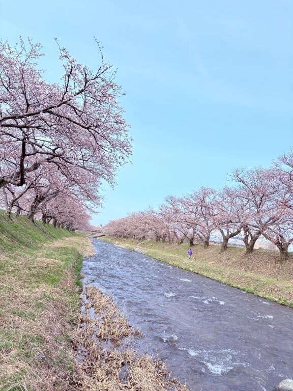 &#9825;富山の桜をお届けです！！&#9825;&#9825;